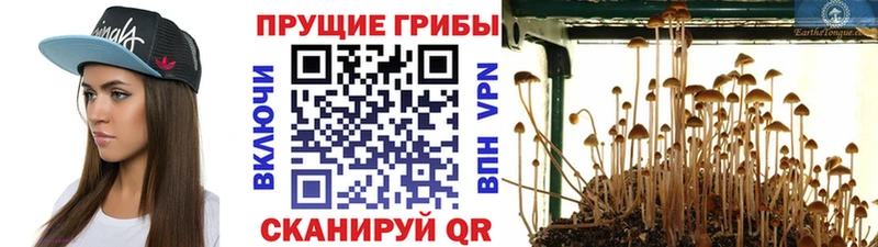 что такое   Сочи  Псилоцибиновые грибы Magic Shrooms 